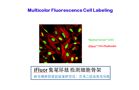 鬼笔环肽-AMCA标记 Phalloidin-AMCA Conjugate AAT Bioquest 23100 1,740 其他试剂 鬼笔环肽